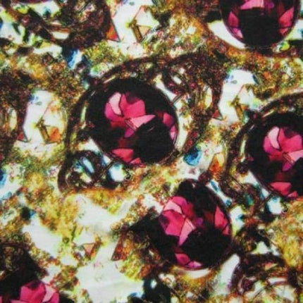 Kitten Prints