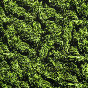 Cannabis Fabric, 4 Way Stretch, Green