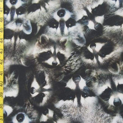 Raccoon Prints