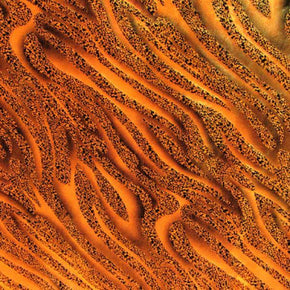  Orange/Gold/Black Shiny Metallic Holographic Snake Print Foil on Nylon Spandex